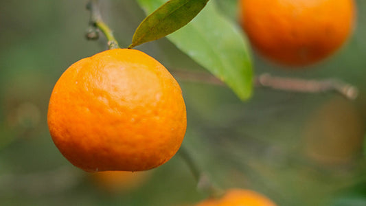 Agapi Brings Dzongu’s Golden Harvest
