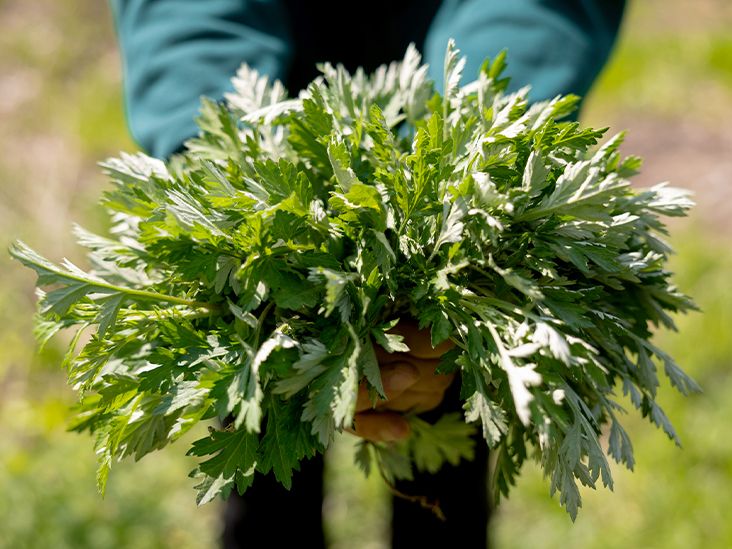 mugwort
